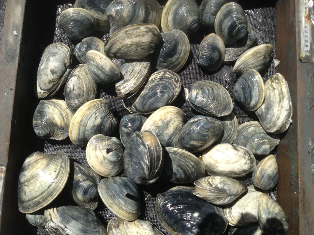 Shellfish
