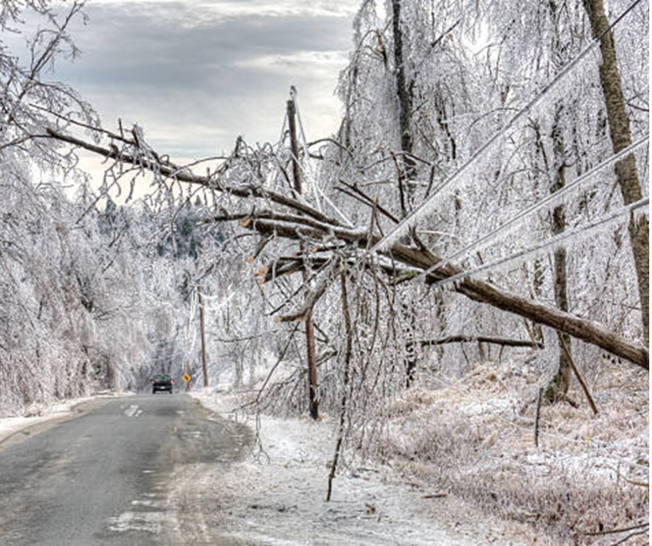 tree downs wires in winter