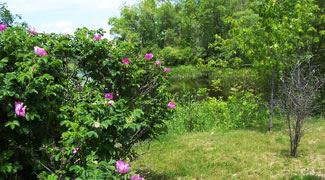 Bay Bridge Landing Wetland Park